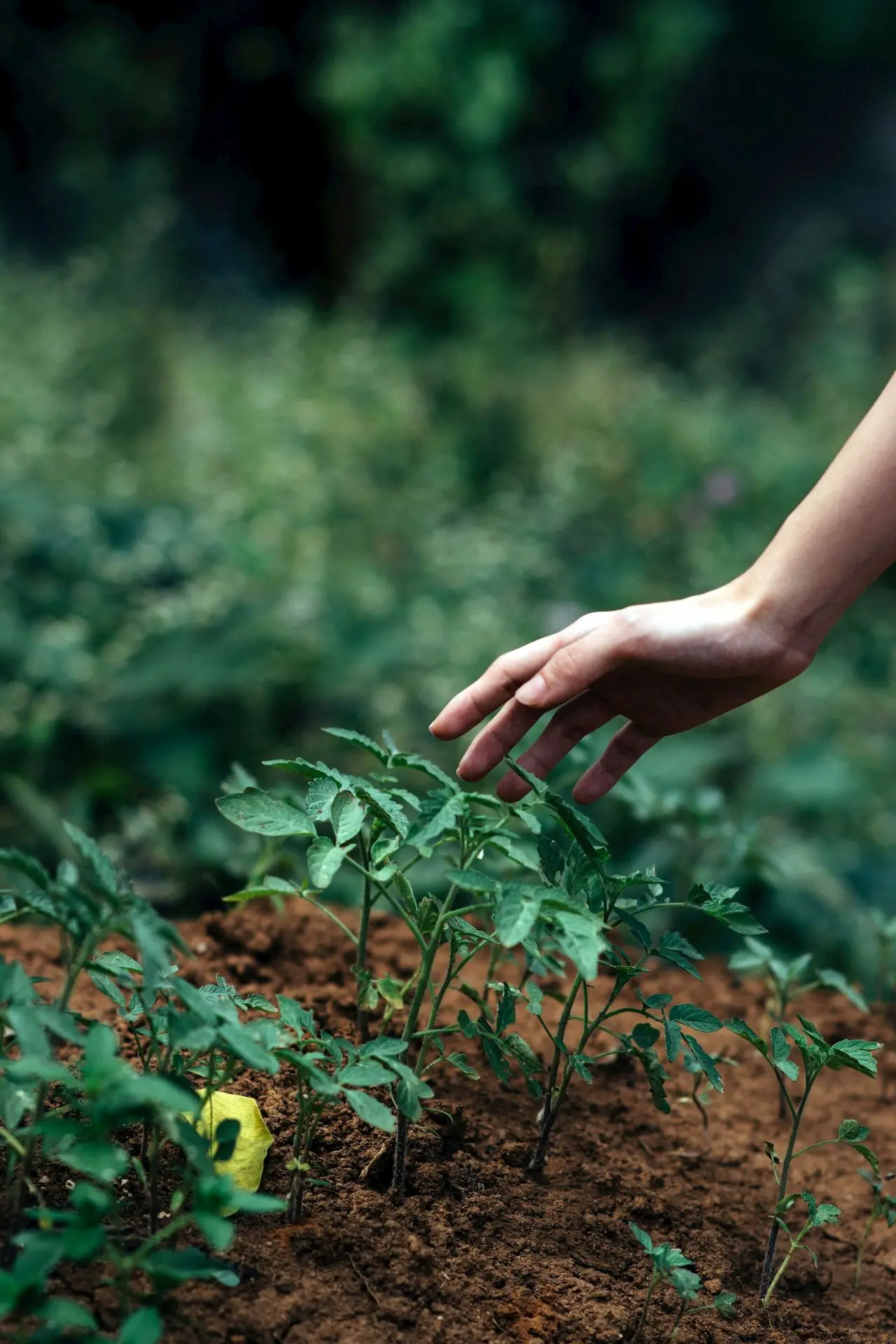 person holding green plant during daytime