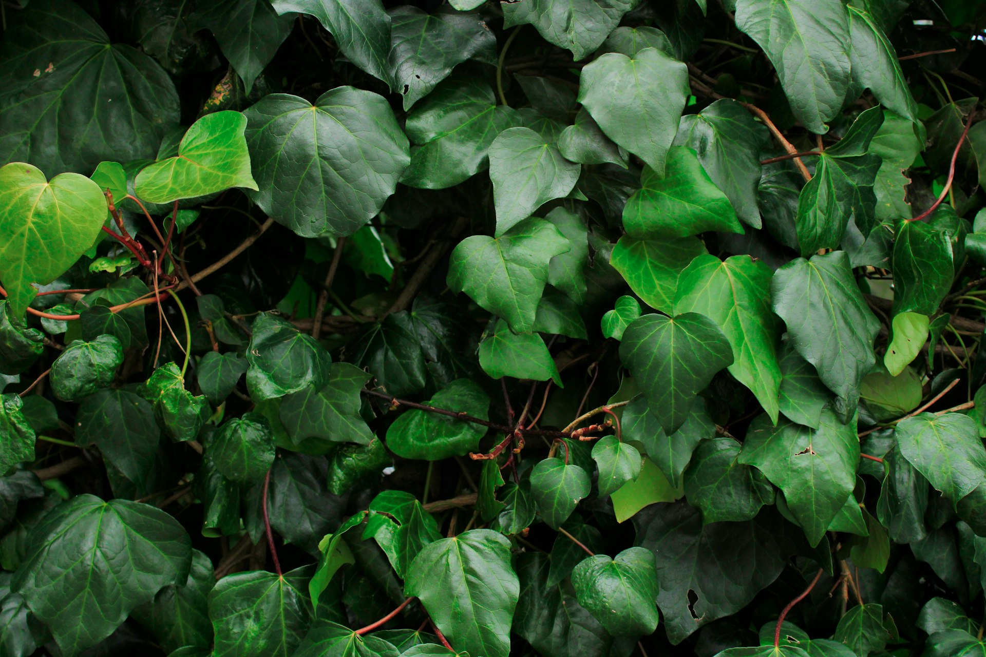 a group of green leaves