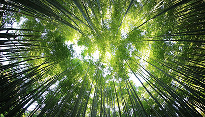 green forest full of herbs
